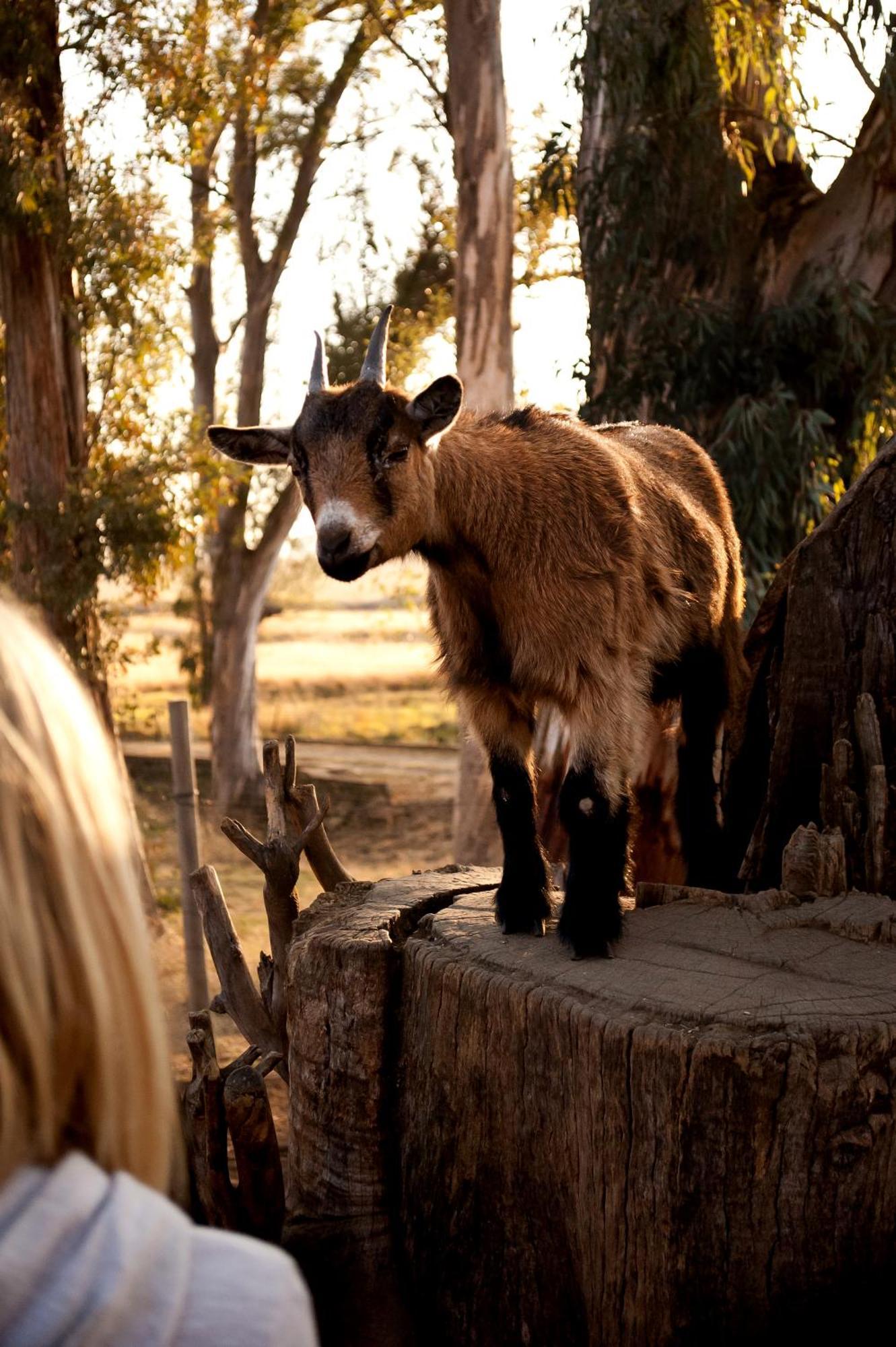 Dalmore Guest Farm 伯格维尔 外观 照片